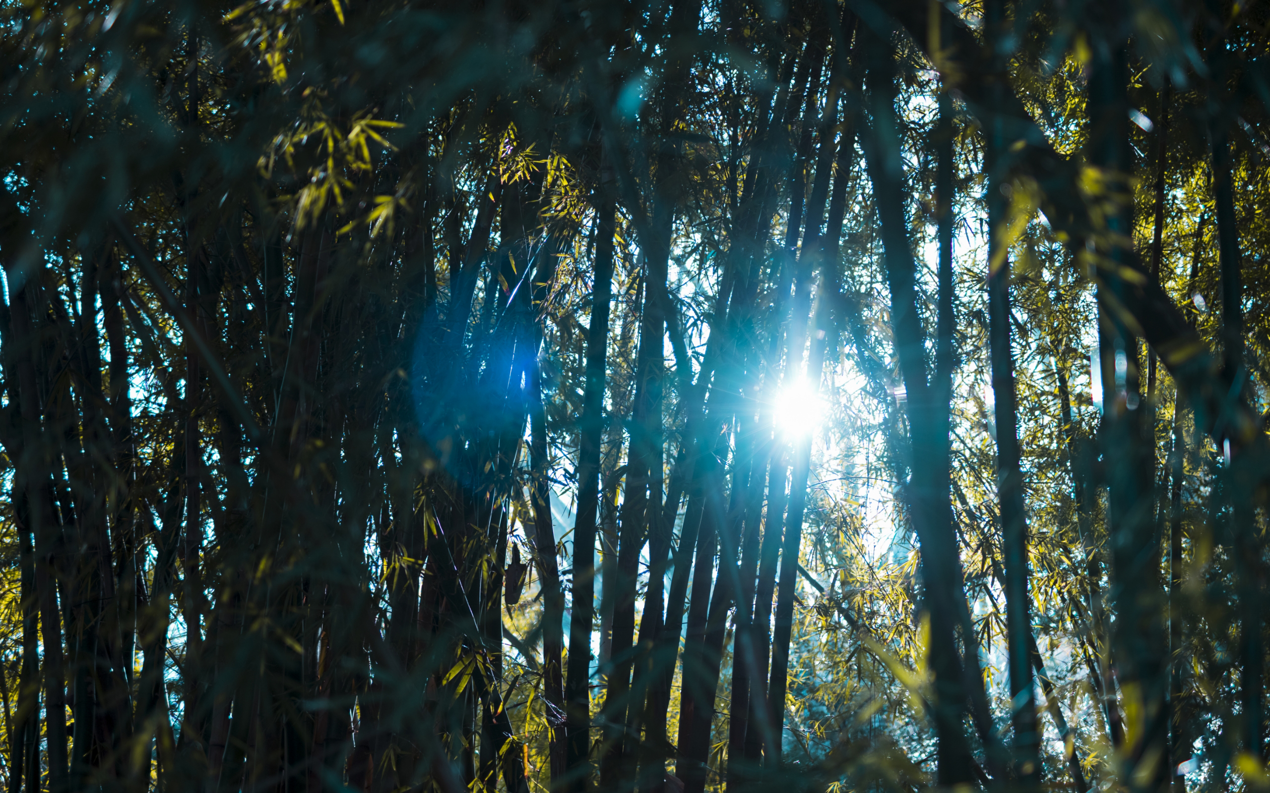 サイトトップの画像